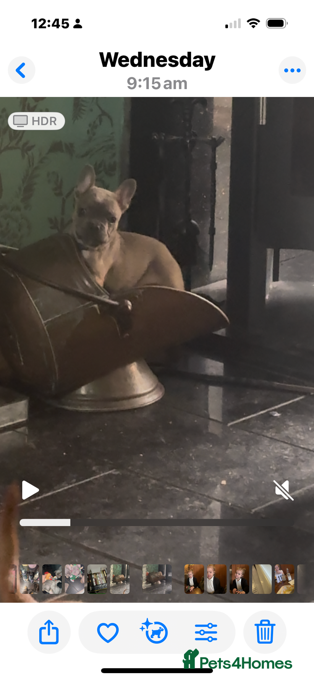 French Bulldog dogs for sale: Last girl left  - Advert 32