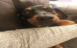 Chiweenie dogs for sale: Chihuahua cross dachshund for sale - Advert 5