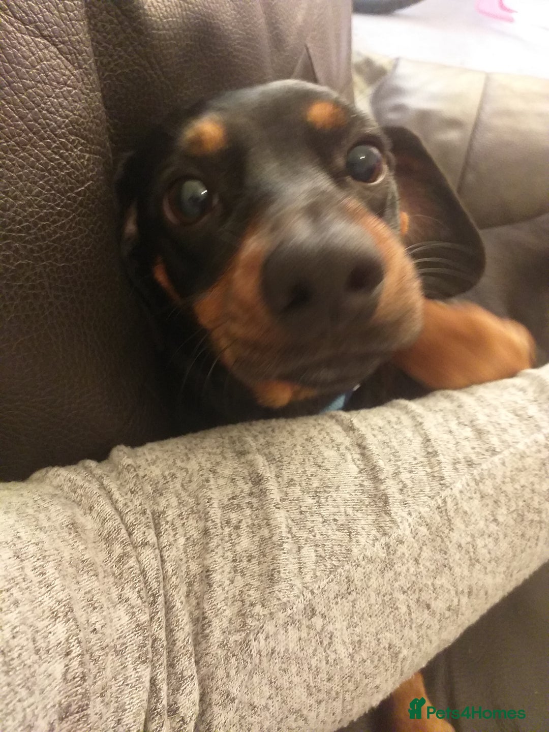 Chiweenie dogs for sale: Chihuahua cross dachshund for sale - Advert 5