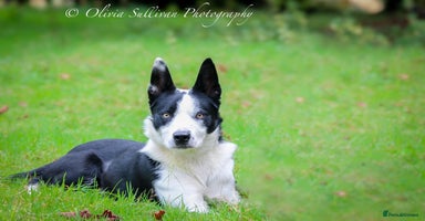 Border Collie dogs in Farnborough - Advert 4
