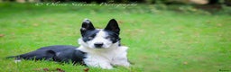 Border Collie dogs for stud: PROVEN ISDS & KC Reg Working Border Collie in Farnborough - Advert 3