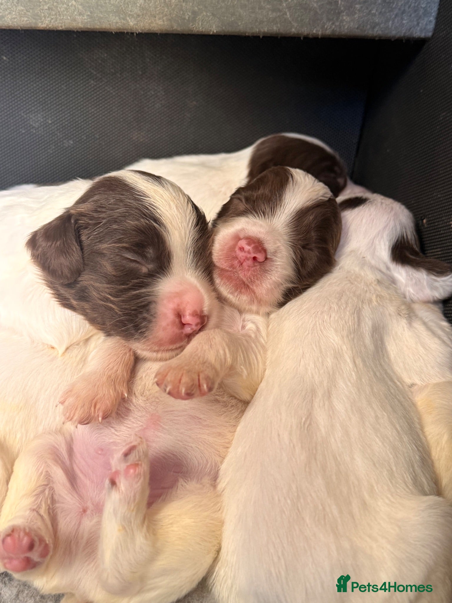 English Springer Spaniel dogs Exceptional Working & Trialling ESS puppies  - Advert 2