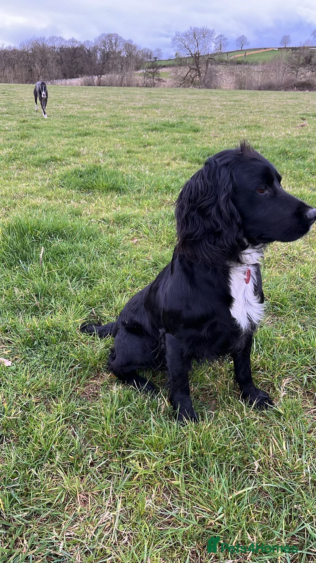 Cocker Spaniel dogs for stud: Working cocker spaniel for stud  in Southam - Advert 9