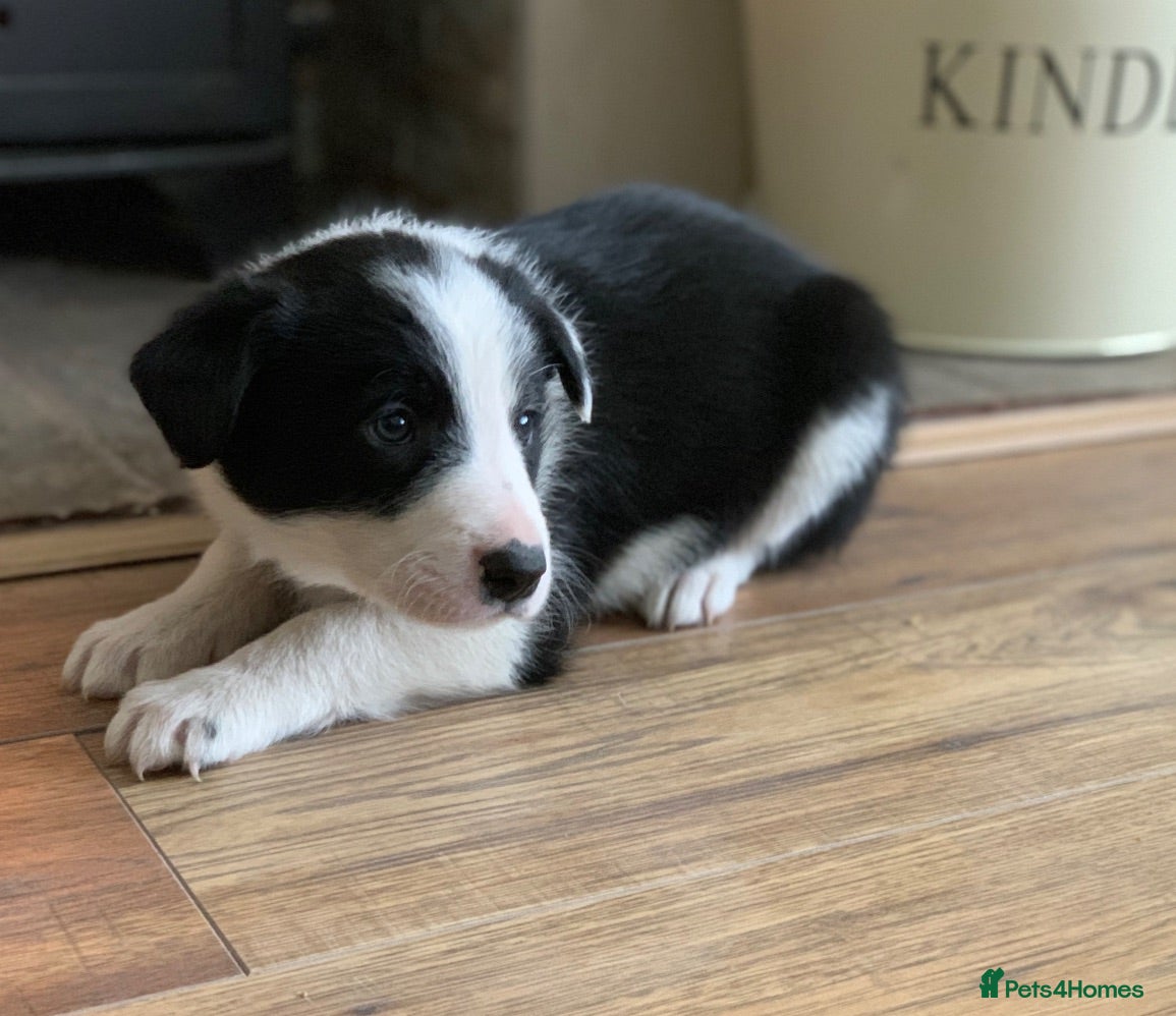 Border Collie dogs Registered World Class bred Pups for sale - Advert 1