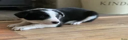 Border Collie dogs for sale: Registered World Class bred Pups for sale - Advert 1