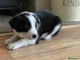 Border Collie dogs Registered World Class bred Pups for sale - Advert 5