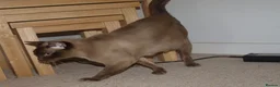Burmese cats for sale:  Pedigree Brown Male Burmese Kitten - Advert 12
