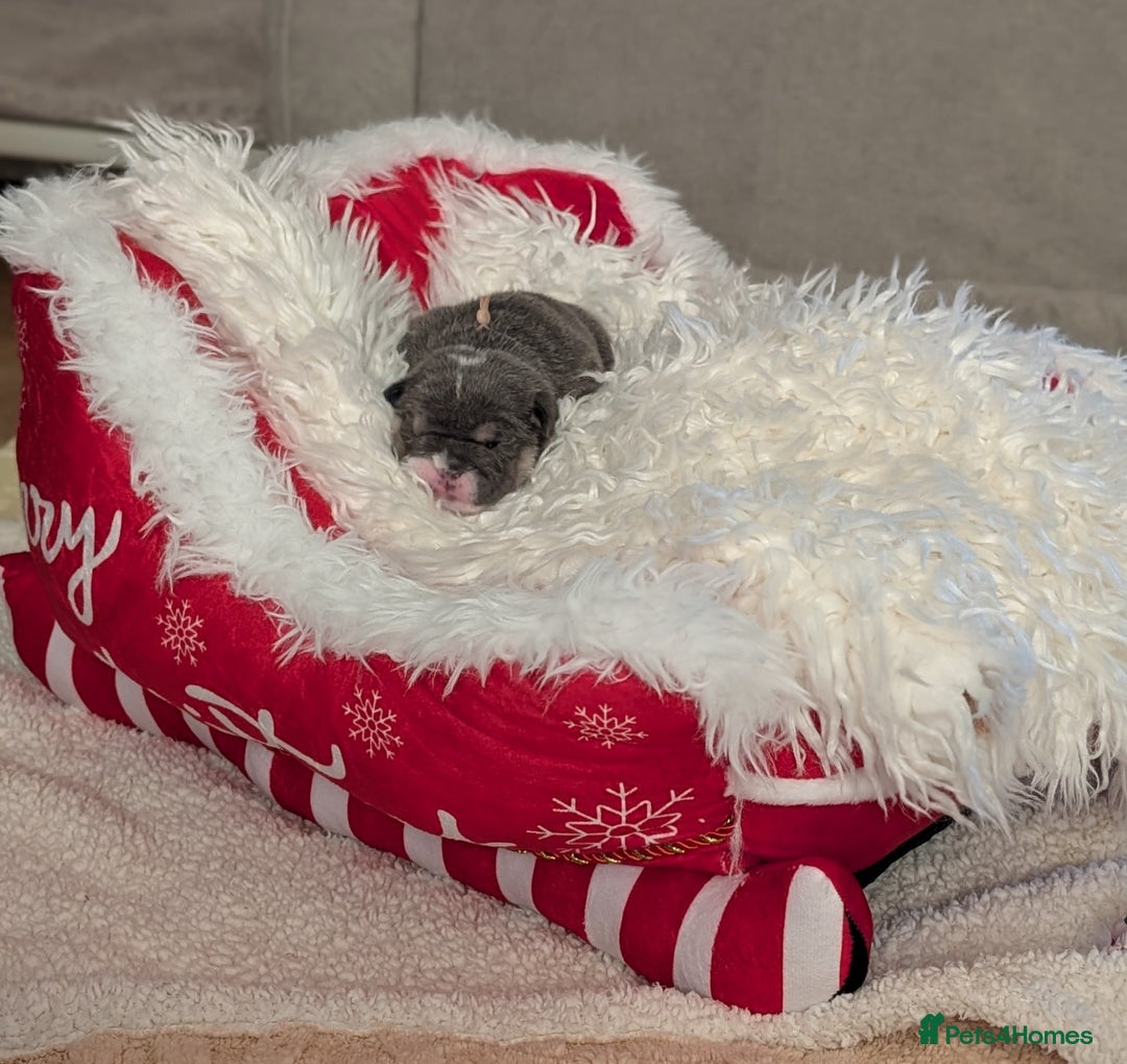 English Bulldog dogs for sale: Outstanding English bulldog puppies  - Advert 12