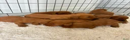 Cockapoo dogs for sale: F1 Cockerpoo Puppies  - Advert 10