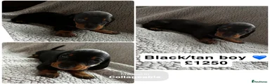 Miniature Dachshund Puppy 5 black/tan boy