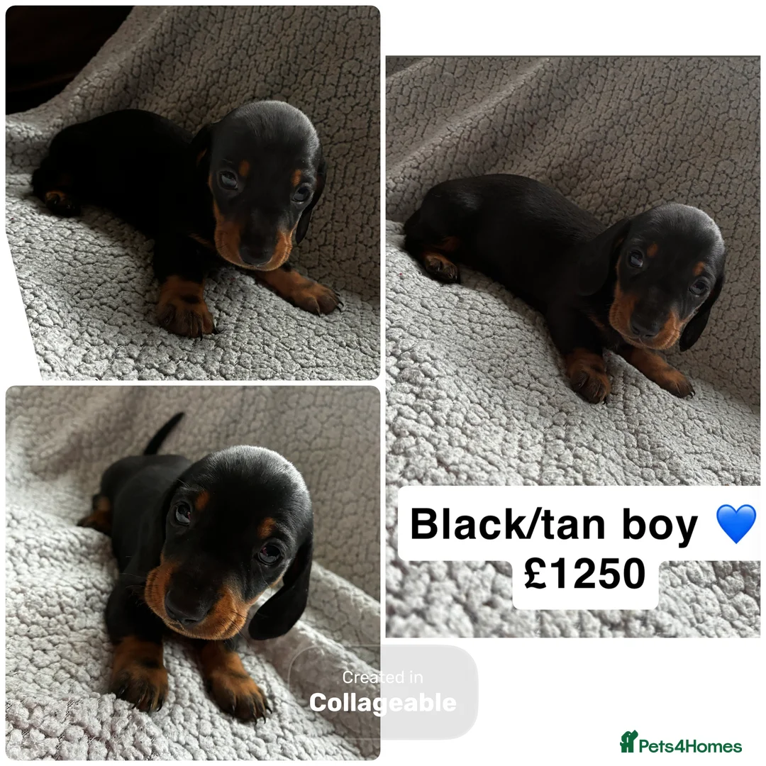 Miniature Dachshund dogs for sale: Miniature dachshunds KC Registered  - Advert 3