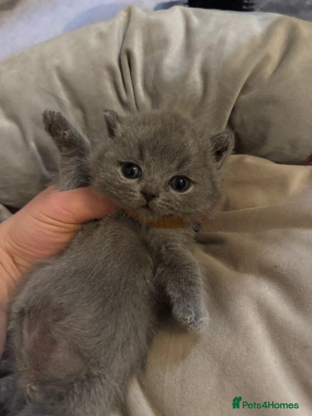 British Shorthair cats for sale: Fluffy and healthy British shorthair kittens - Advert 20