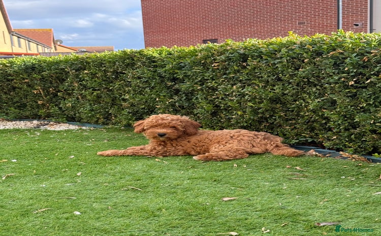 Poochon dogs - Advert 1
