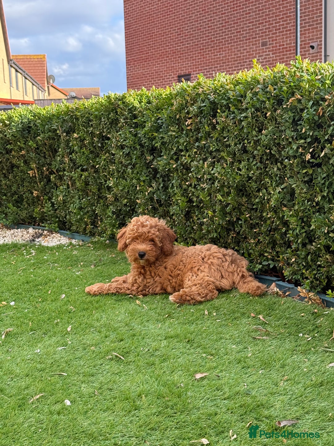 Poochon dogs for sale:  Loving Puppies Looking for Their Forever Homes 🏡 - Image 1
