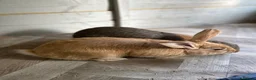 Mixed Breed rabbits for sale: A pair of neutered male rabbits  - Advert 4