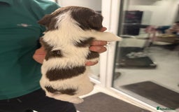 English Springer Spaniel dogs for sale: Working English Springer Spaniel  - Image 11