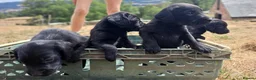 Springador dogs for sale: Springador puppies for Sale in Welshpool - Advert 1