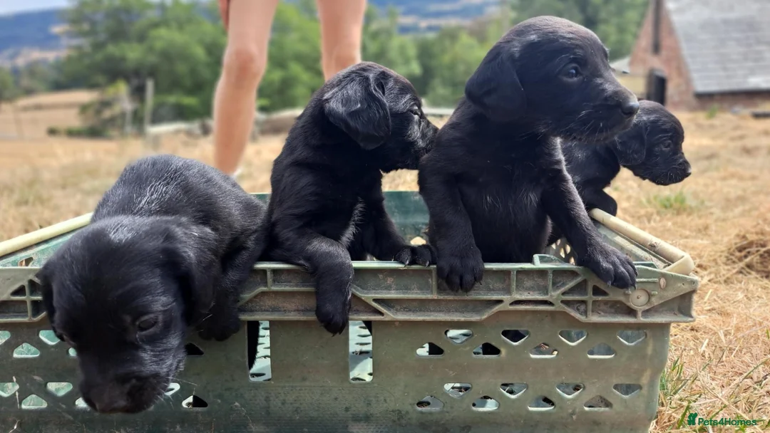 Springador dogs for sale: Springador puppies for Sale in Welshpool - Advert 1