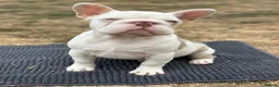 French Bulldog dogs for sale: 3 male french bulldogs  - Advert 7