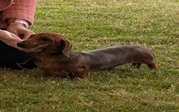 Miniature Dachshund dogs for stud: Kc reg pra clear red brindle mini smooth  - Advert 3
