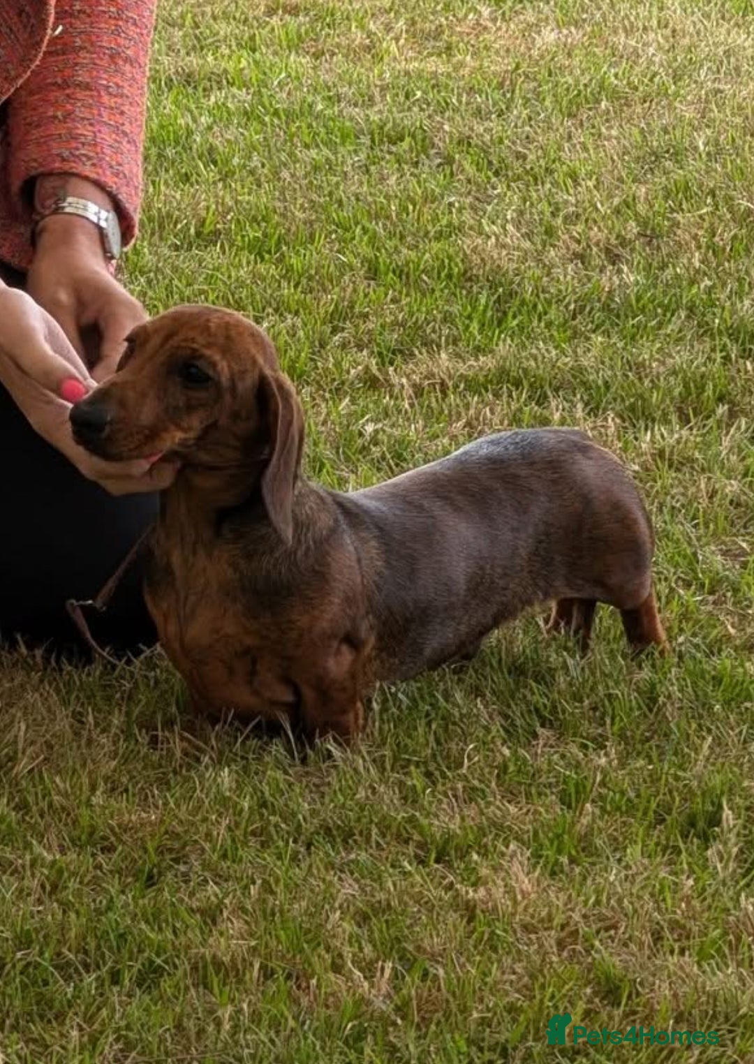 Miniature Dachshund dogs for stud: Kc reg pra clear red brindle mini smooth  - Advert 3