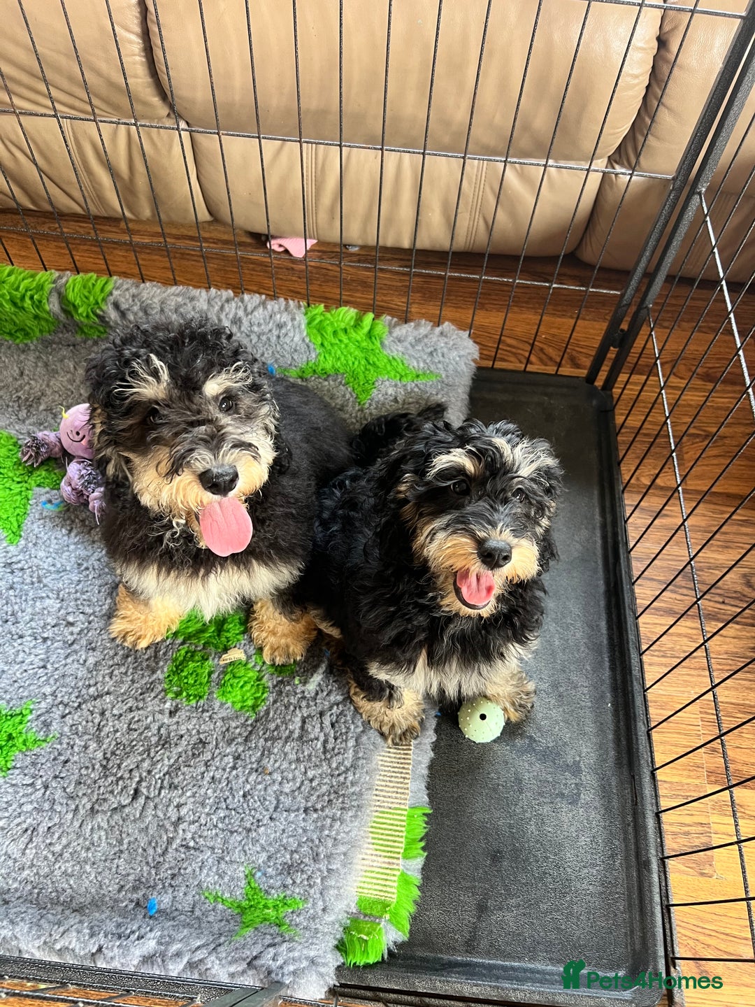 Cockapoo dogs for sale: F1b Cockapoo puppies  - Image 14
