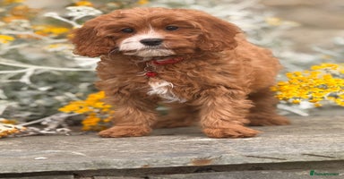 Cavapoo dogs - Advert 3