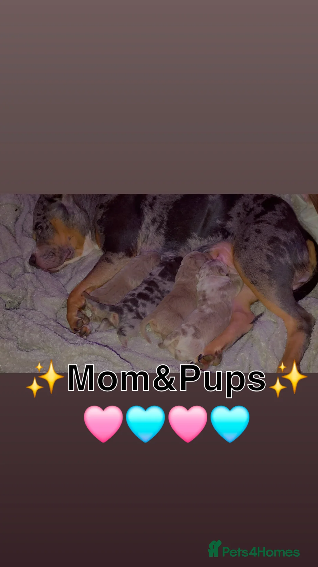American Bully dogs for sale: ✨️American Bully (Pocket) Puppies✨️ - Advert 2
