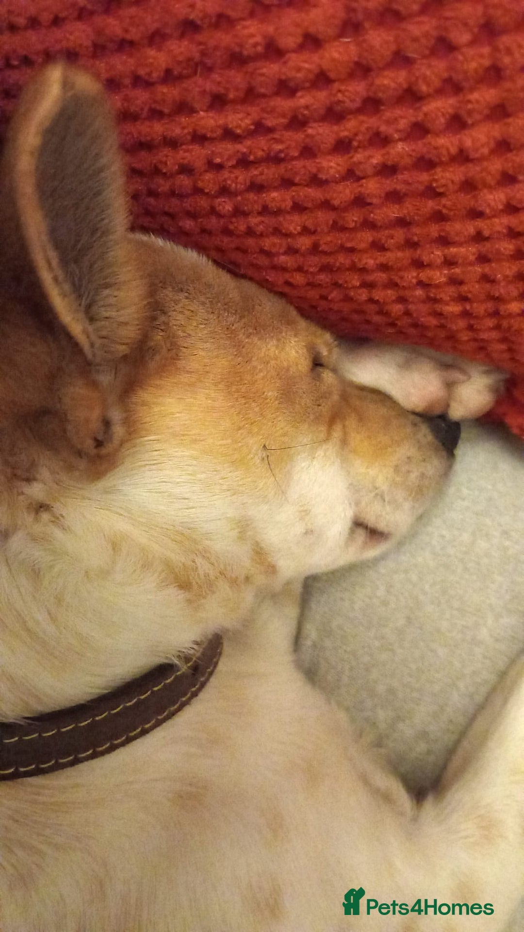 Mixed Breed dogs for adoption: Jeff is waiting for his forever  - Advert 7