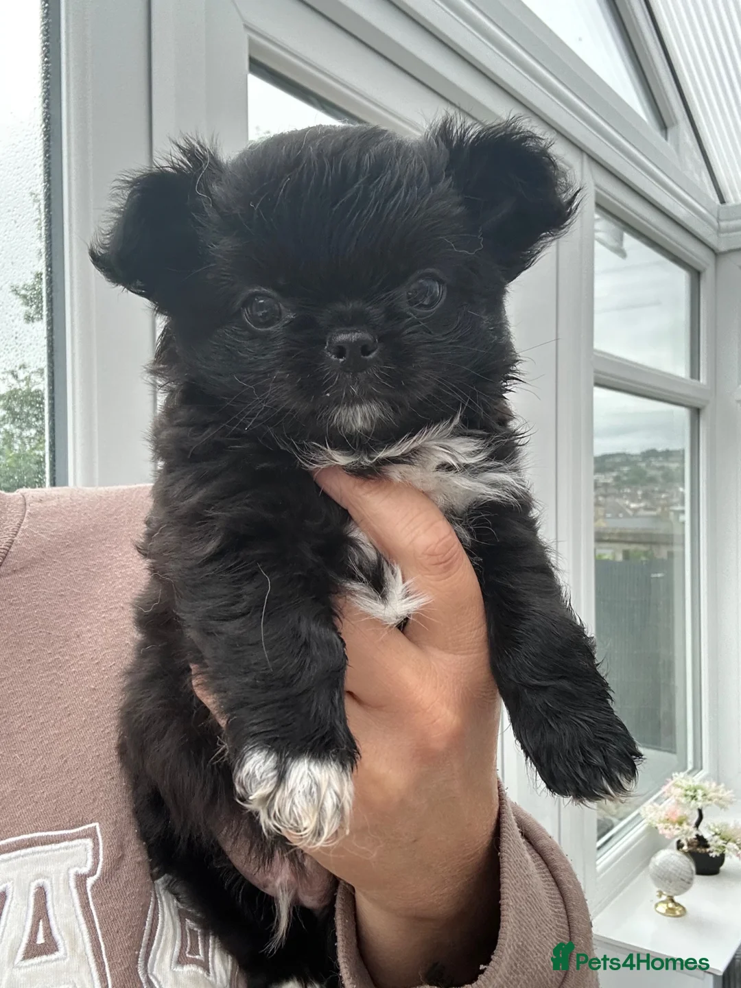 Chihuahua dogs for sale: KC LONG COAT CHIHUAHUAS - Advert 1