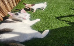 Chihuahua dogs for sale: Tiny ** Chihuahua  - Advert 3