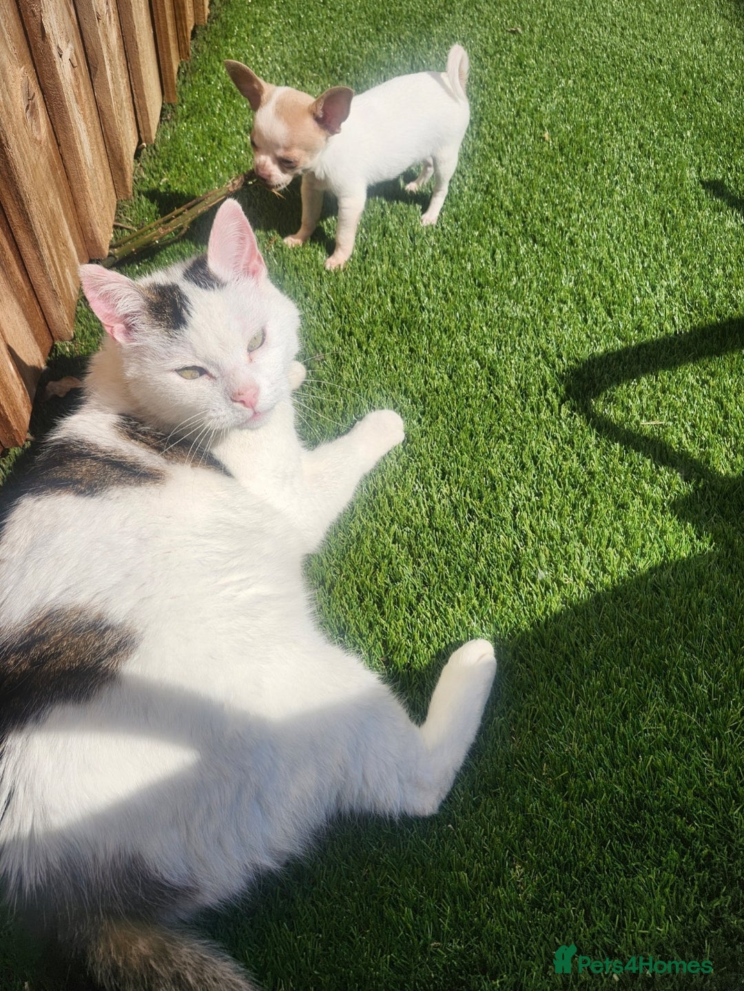 Chihuahua dogs for sale: Tiny ** Chihuahua  - Advert 3