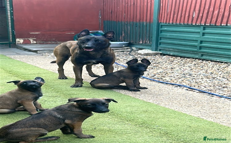 Belgian Shepherd Dog dogs - Advert 1