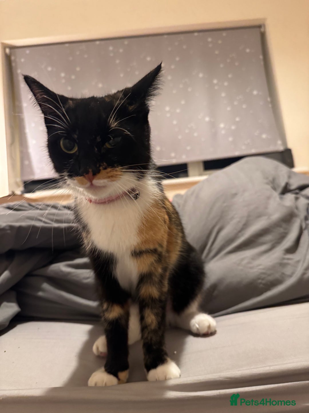 Mixed Breed cats for sale: Kittens for Sale - Advert 8