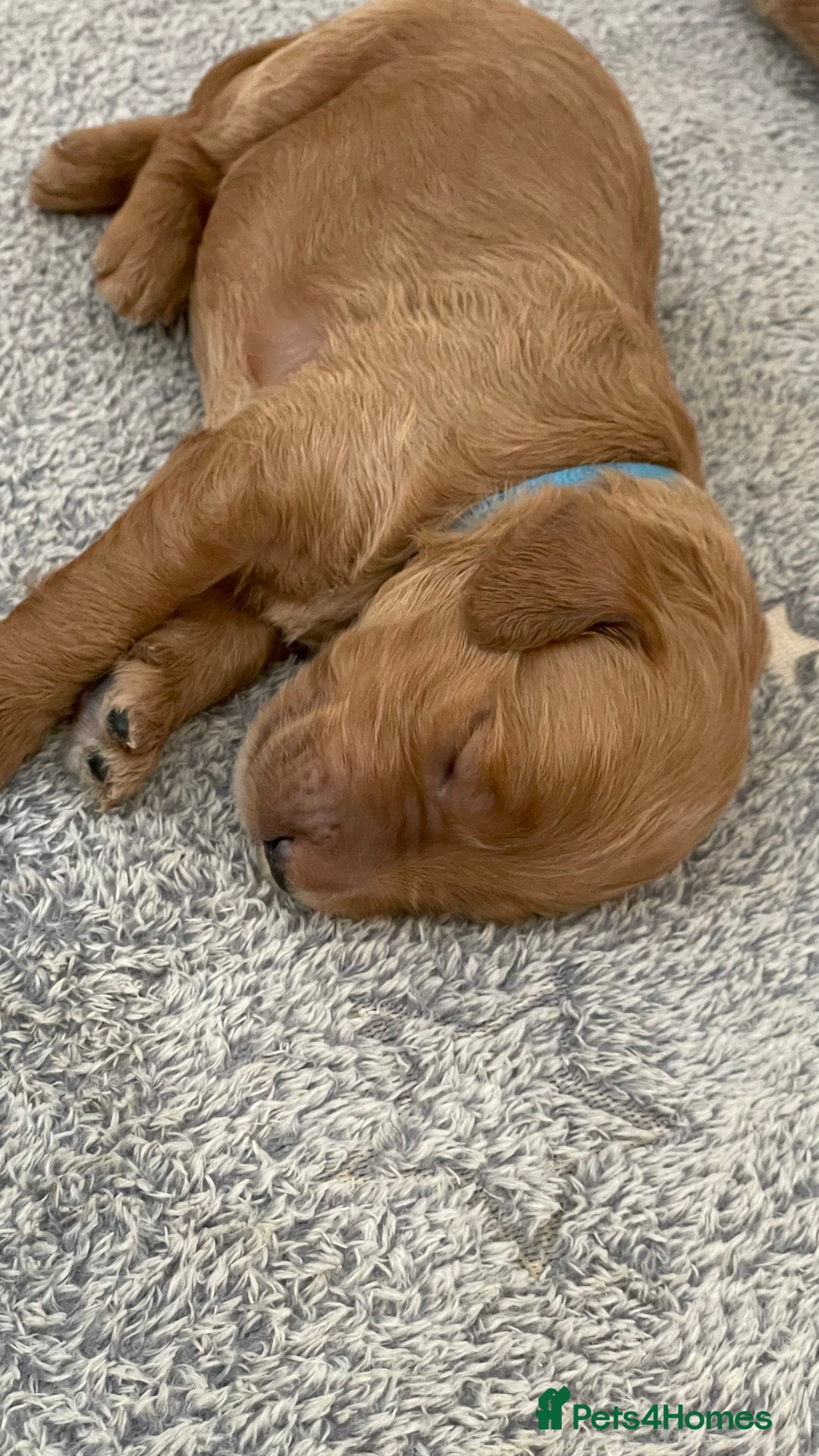 Goldendoodle dogs for sale: F1b Goldendoodles available for reservation - Image 23