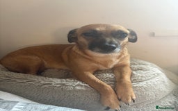 Mixed Breed dogs for sale: Jack Russell Chihuahua Puppy’s🐾🐾  - Image 6