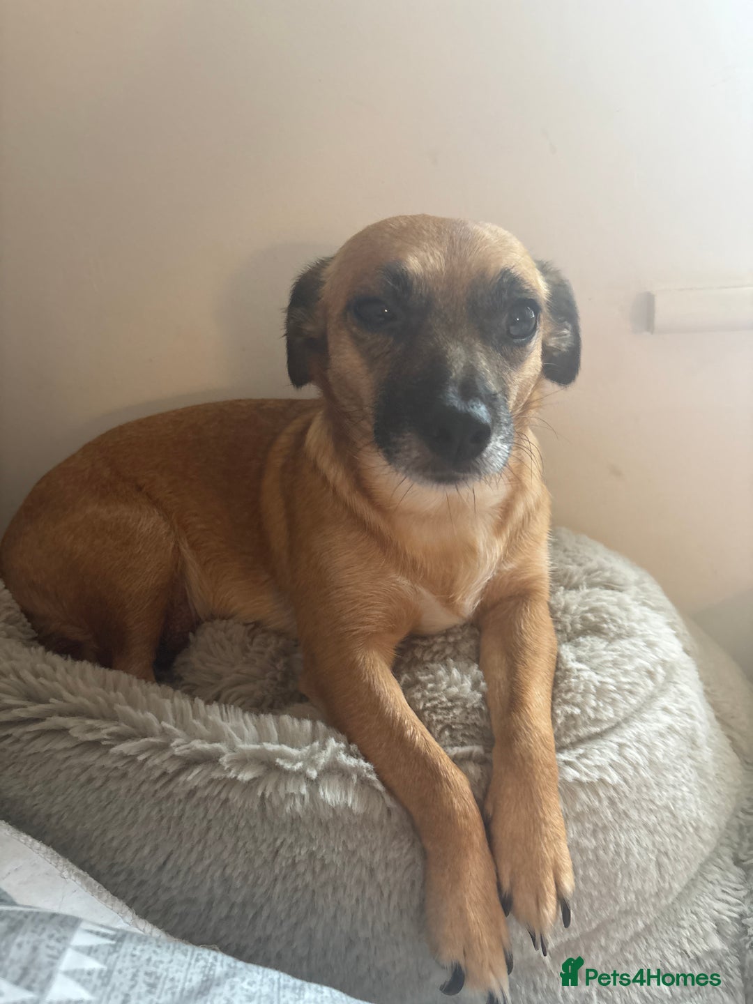Mixed Breed dogs for sale: Jack Russell Chihuahua Puppy’s🐾🐾  - Image 6