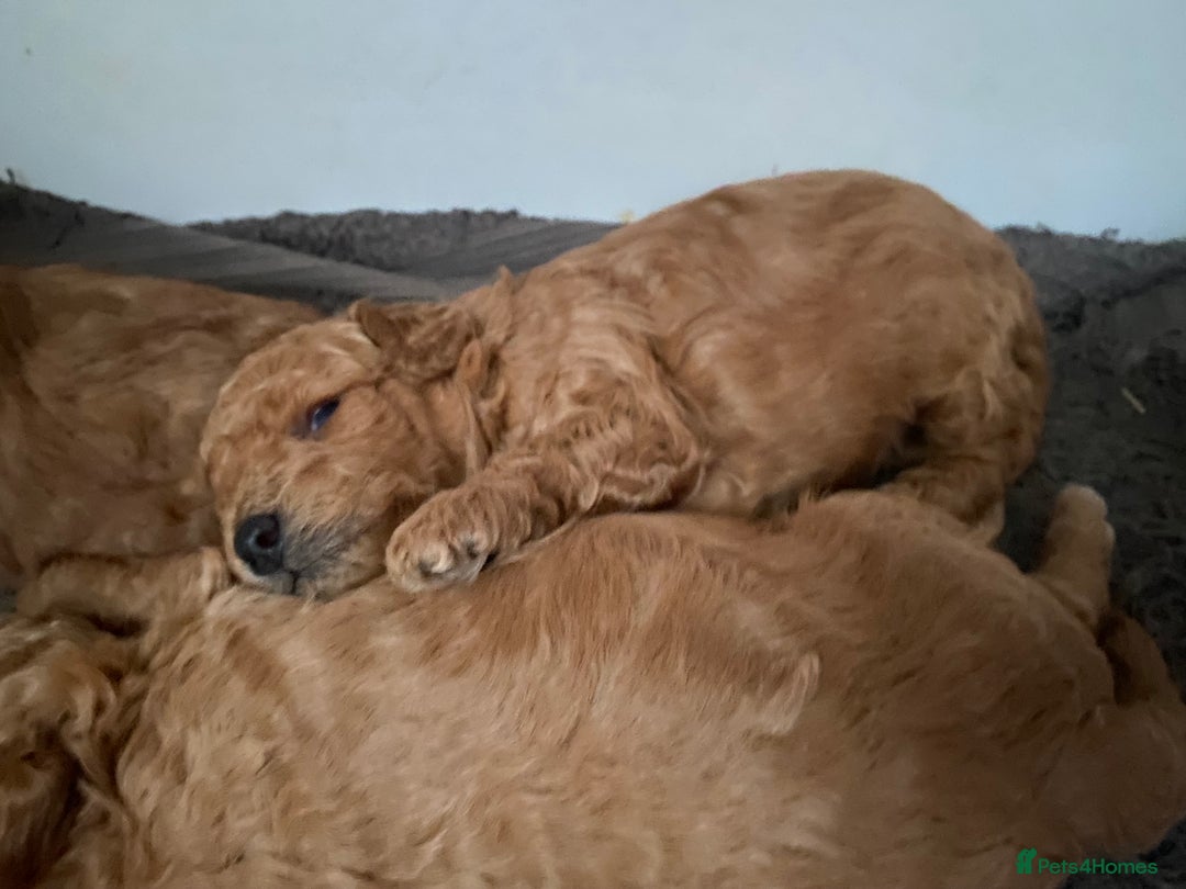 Toy Poodle dogs for sale: KC Toy Poodles Health Tested - Advert 16