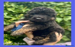 German Shepherd dogs for sale: GSD puppies' fluffy coats - Image 3