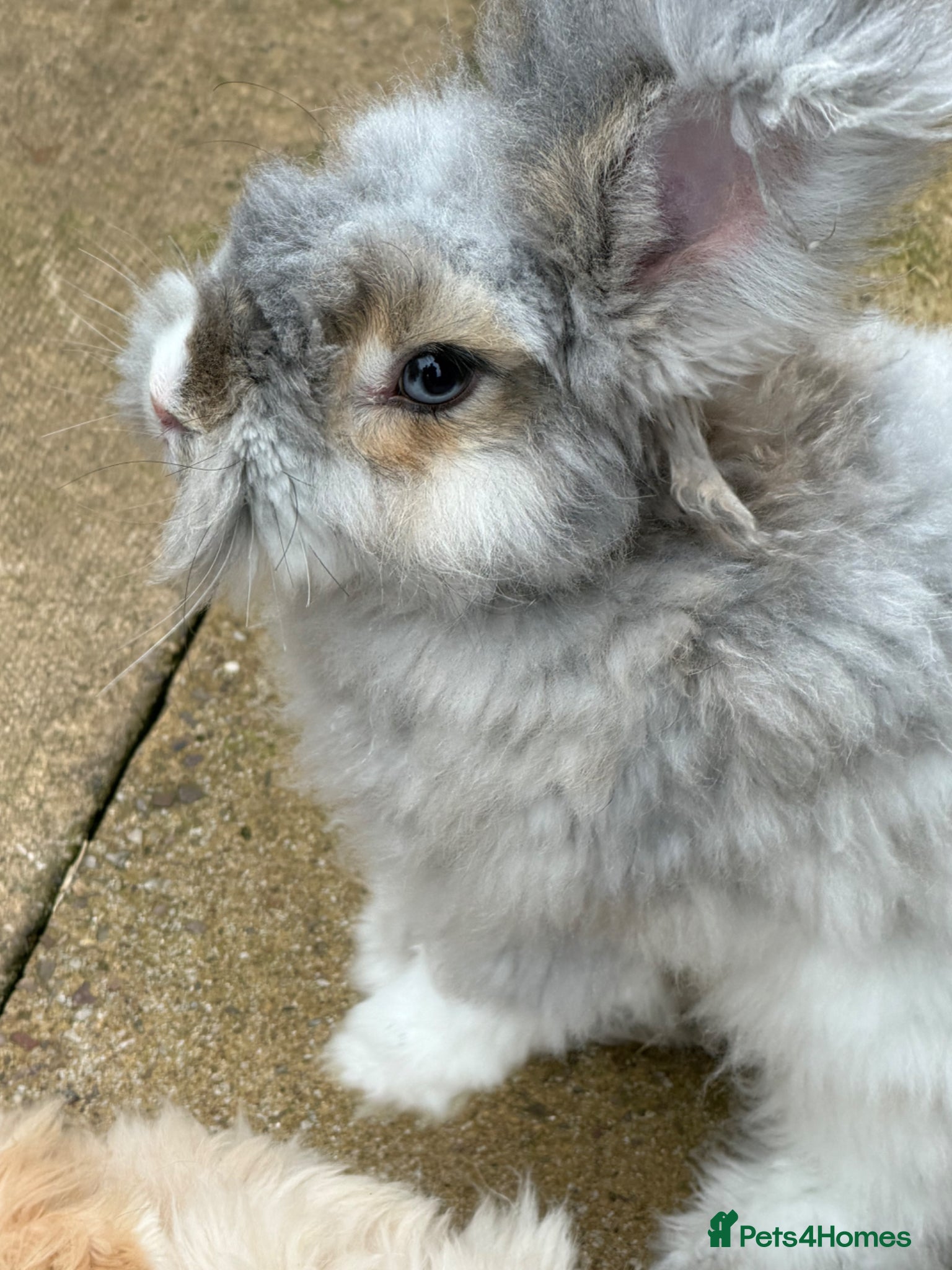 Angora rabbits for sale: Angora buns - Advert 19