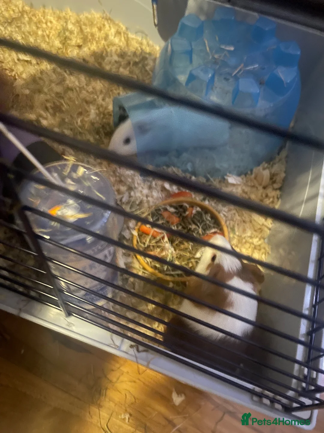 Guinea Pig rodents for sale: 2 female Guineapigs in Camborne - Advert 2