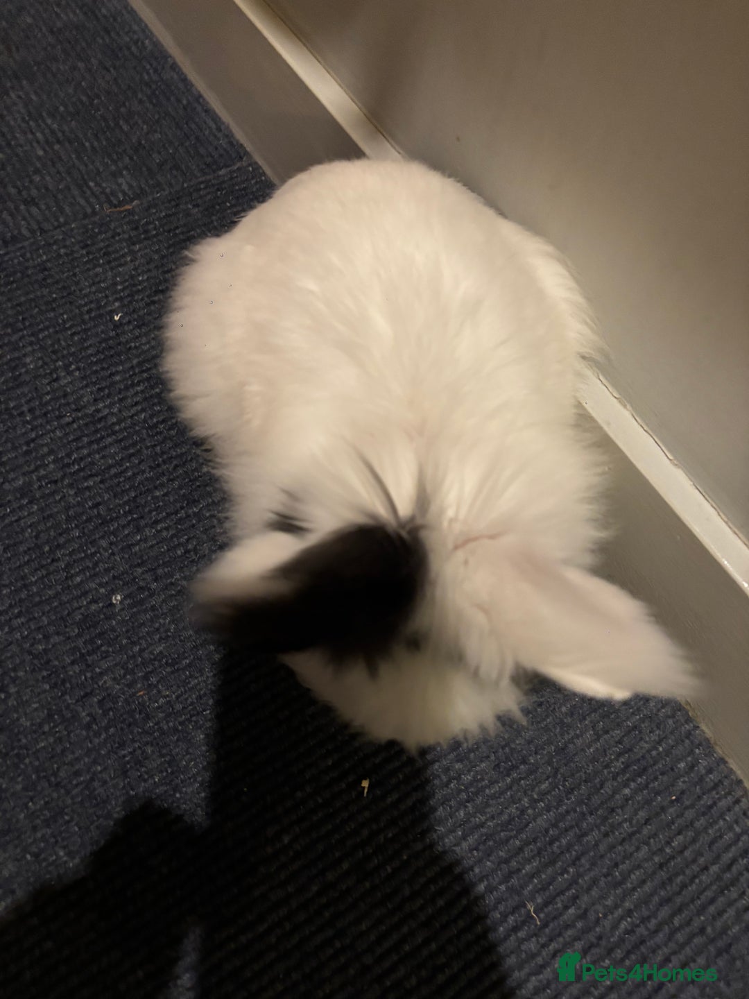 Lionhead rabbits for sale: Handsome double-maned lionhead - Advert 7