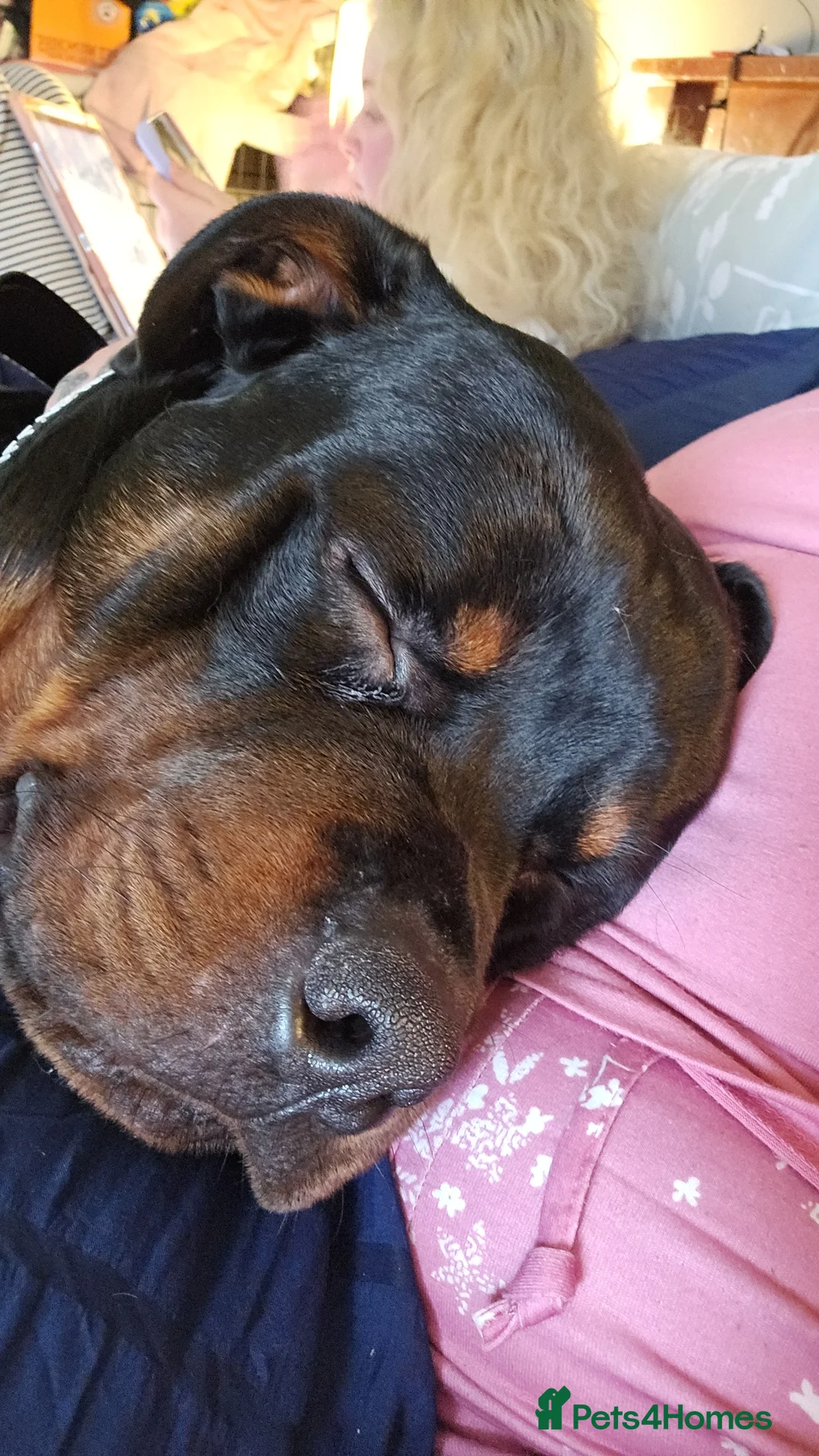 Rottweiler dogs for sale: Superb European Rottweiler  - Advert 6