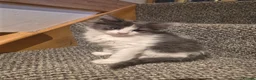 Ragdoll cats for sale: Ragdoll x Norwegian forest - Advert 8