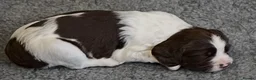 English Springer Spaniel dogs for sale: Exceptional KC Reg, ESS Pups, B/W & L/W in Oldham - Advert 3