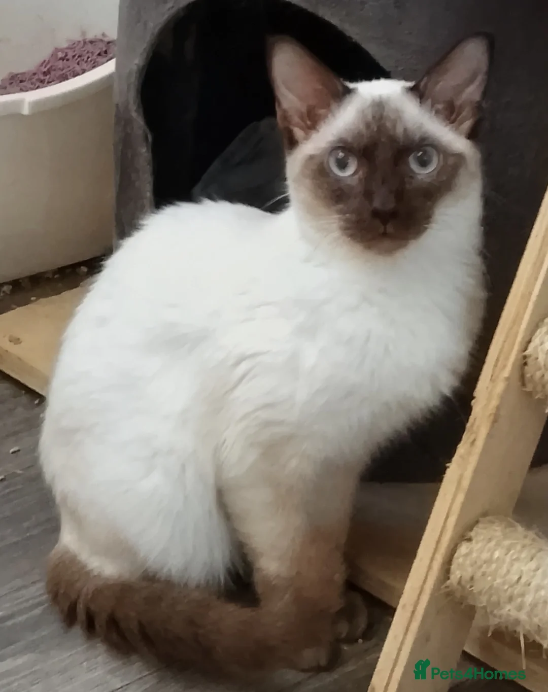 Ragamese cats for sale: Chocolate Point Ragamese Boys - Advert 2