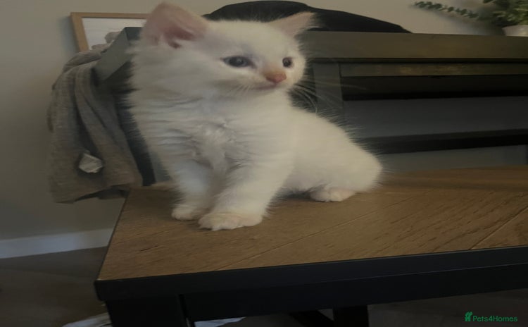 Ragdoll cats - Advert 1