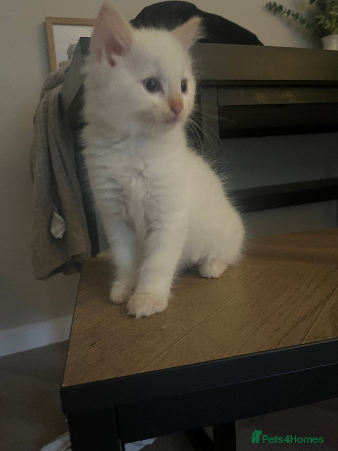 Ragdoll cats for sale: 3 ragdoll boys - Image 1