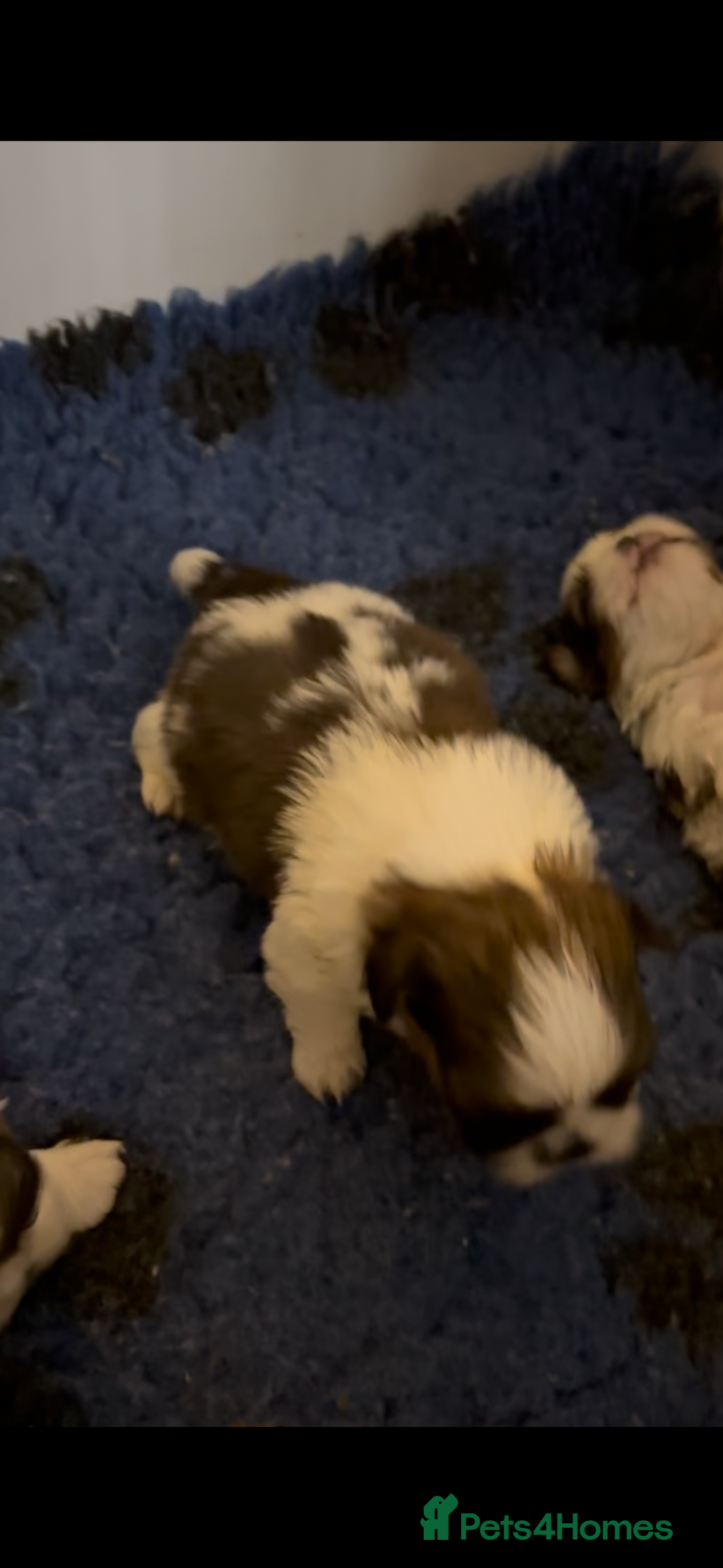 Shih Tzu dogs for sale: Shihtzu puppy  - Advert 4