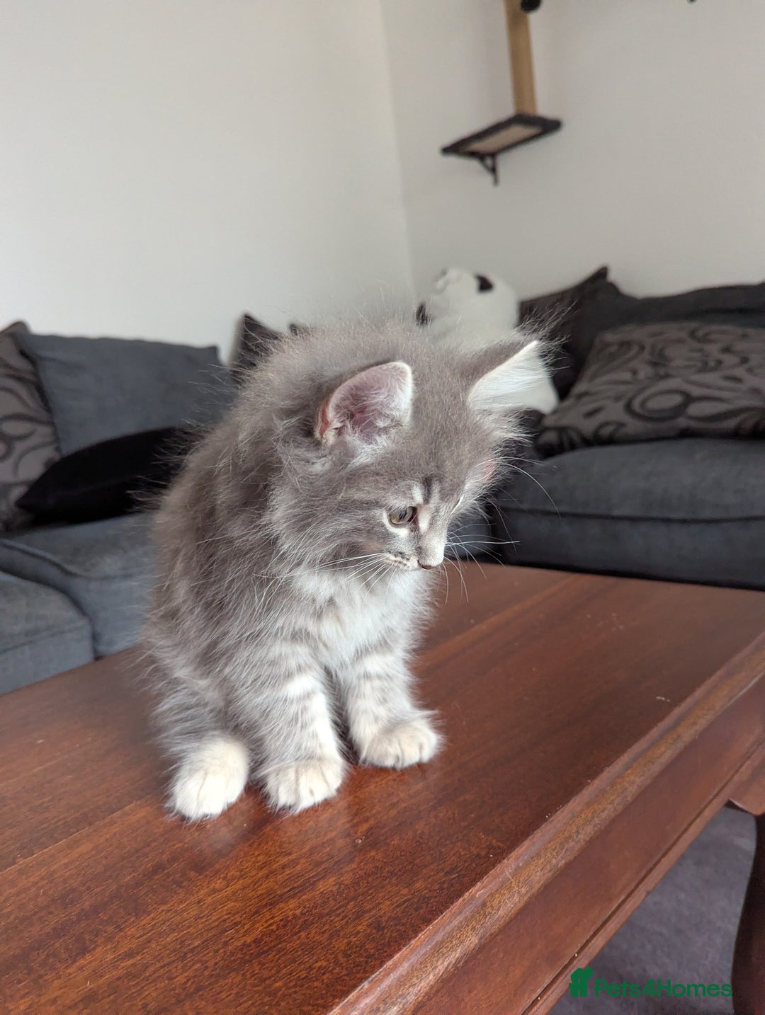 Norwegian Forest Cat cats for sale: Gorgeous male Norwegian Forest Kitten - Image 4